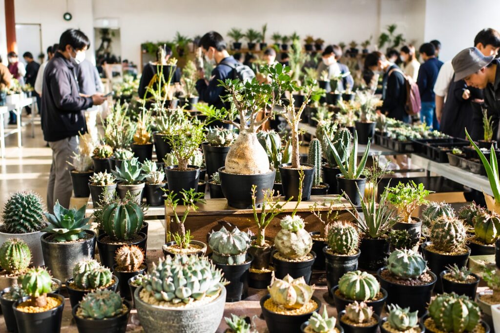 木更津サボテン＆多肉フェア
