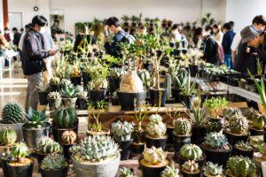 木更津サボテン＆多肉フェア