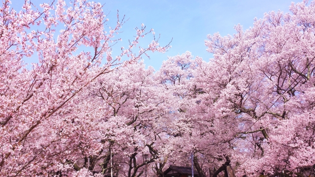 しらこ温泉桜祭り 白子町 千葉県 花火大会 お祭り イベントの場所や開催日程