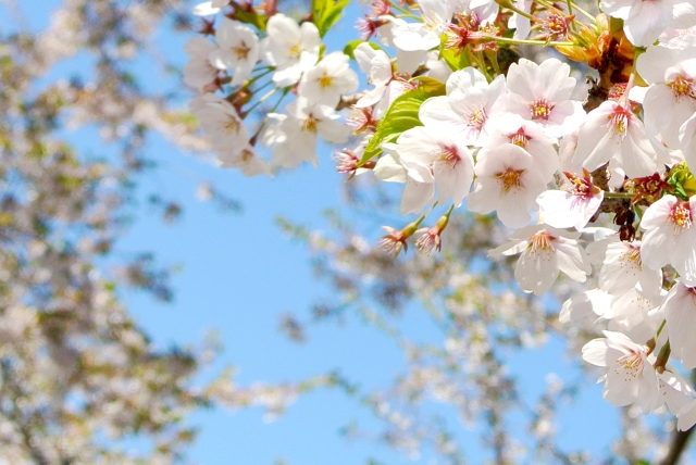 茂原桜まつり 茂原市 千葉県 花火大会 お祭り イベントの場所や開催日程