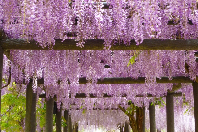 高圓寺 藤まつり 市川市 千葉県 花火大会 お祭り イベントの場所や開催日程