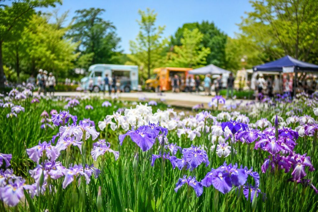 現在の画像: 袖ケ浦公園 花菖蒲まつり