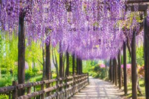 香取市・水郷佐原あやめパーク