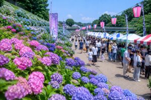 多古町あじさい祭り