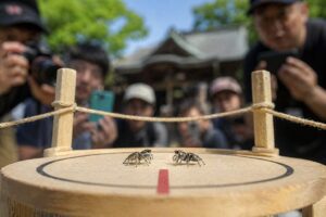 富津市 日本三大くも合戦