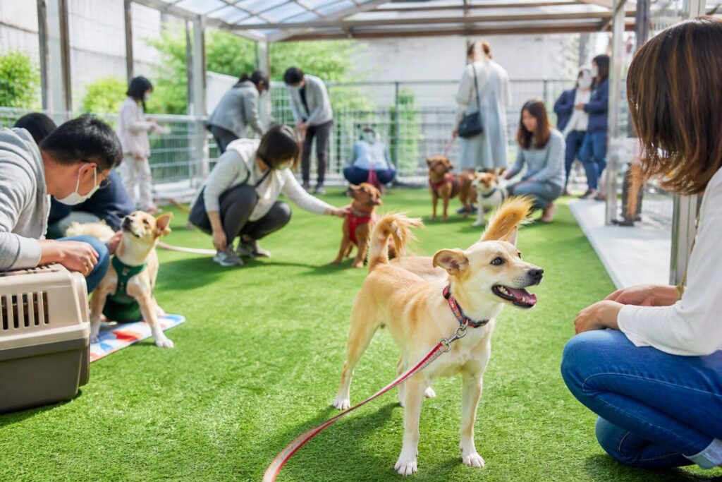 現在の画像: 船橋いぬ親会