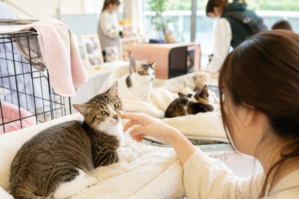 市原市の保護猫譲渡会