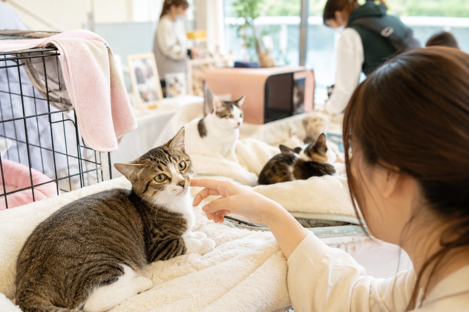 市原市の保護猫譲渡会